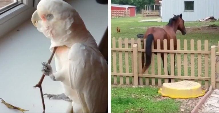 Cuando a los animales les pica el cuerpecito