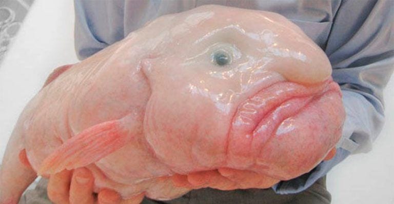 Este pez es conocido como el más feo del mundo, te explicamos la curiosa razón de su aspecto