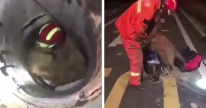 bombero rescata perro