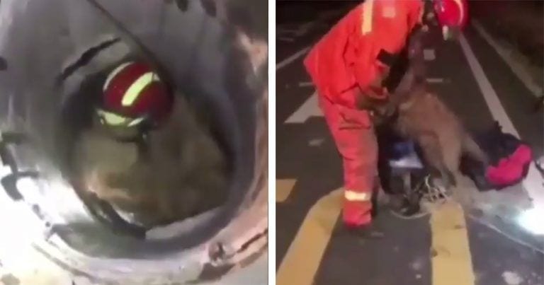 Este perro se emociona con el bombero que le acaba de salvar la vida