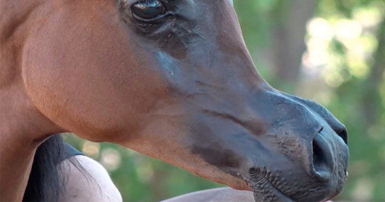 Se dispara la tendencia de experimentar con caballos para que se parezcan a los dibujos animados