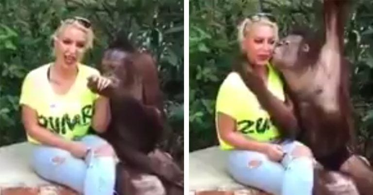 La gente se ríe con este espectáculo, pero no es gracioso. Este chimpancé debería estar en libertad