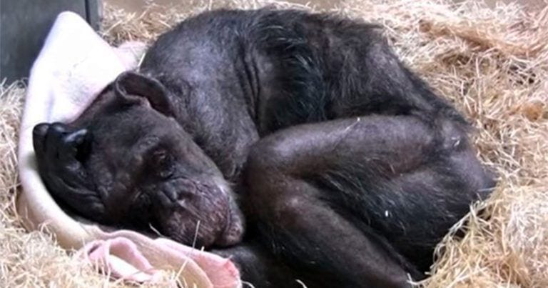Esta chimpancé mayor no quería comer, hasta que recibió la visita de su antiguo cuidador
