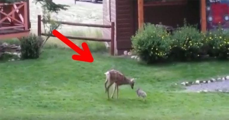Cuando este cervatillo se encuentra con un conejo