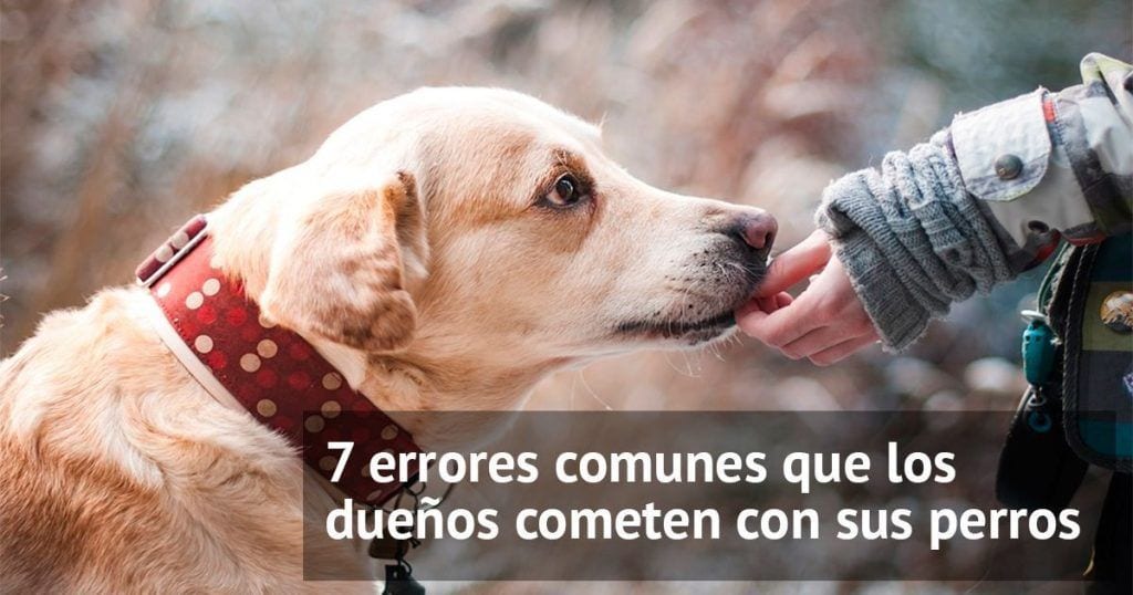 consejos perros