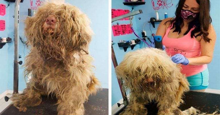 Una peluquera abrió en la madrugada para salvar la vida del perro