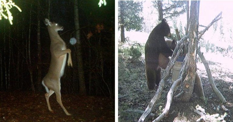 12 cosas de lo más curiosas que hacen los animales cuando nadie les ve