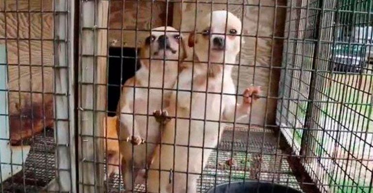 California prohíbe la venta de cachorros en tiendas procedentes de criaderos