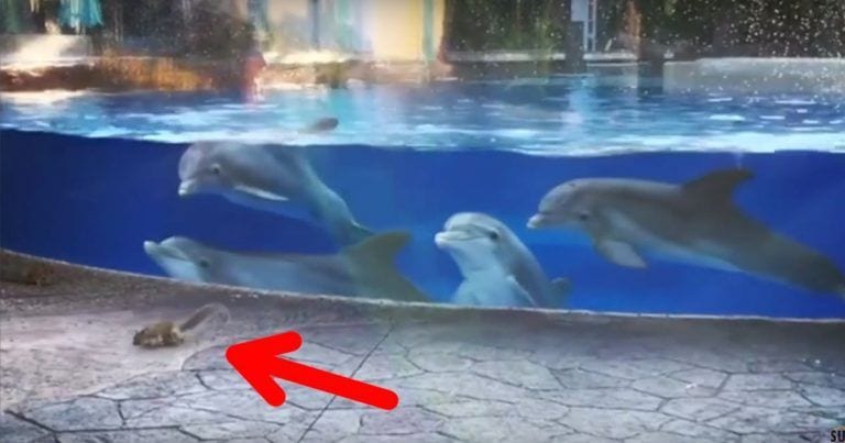 Reacción de unos delfines al ver una ardilla, ¿no merecen vivir en libertad?