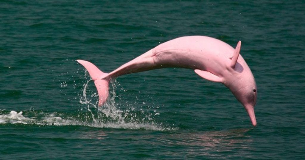delfines rosas dest