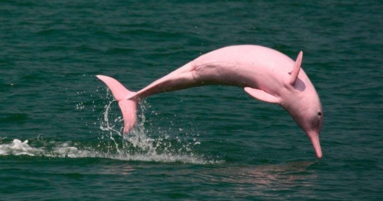 Los delfines rosas del Amazonas y cómo el turismo puede acabar con ellos