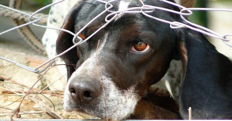 Los animales también merecen ser evacuados cuando ocurre una catástrofe, y esta podría ser la solución