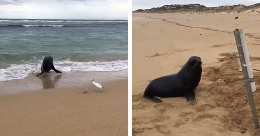 foca pescado