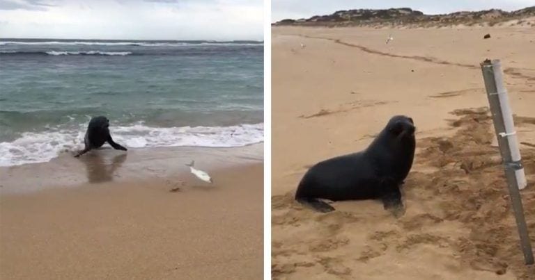 Una foca intenta recuperar los peces que está pescando una chica desde la orilla