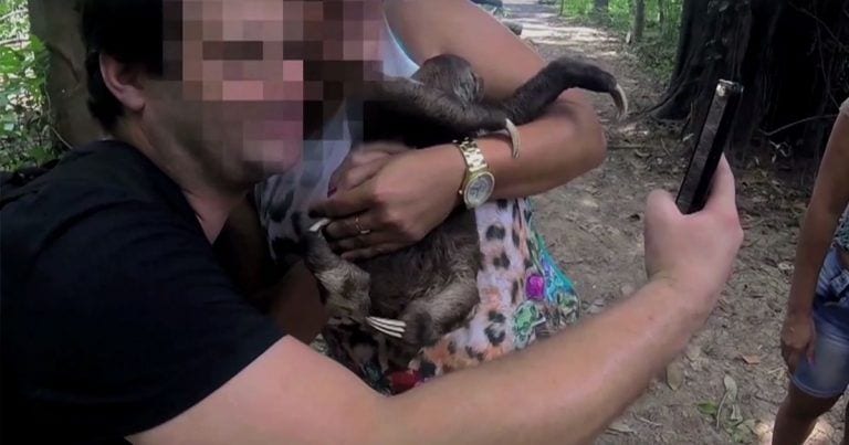 Cuando un turista se hace una foto con un animal salvaje lo está matando. Te explicamos por qué