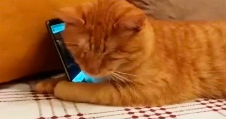 Mira lo que hace un gatito ciego cuando escucha su canción favorita
