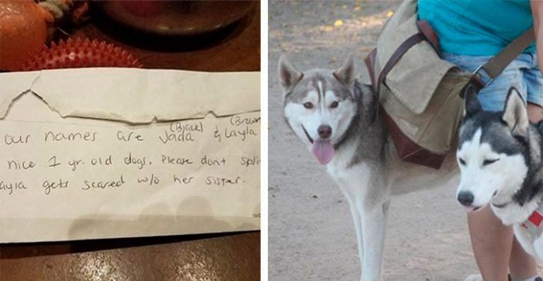 Este par de huskies fueron abandonadas en un parque junto a una triste nota