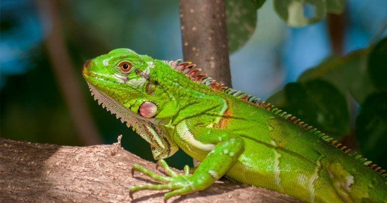 El programa Top Chef de El Salvador envuelto en polémica por cocinar iguanas