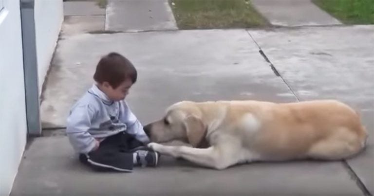 Esta perra se ha convertido en la mejor terapia para este pequeño con síndrome de Down