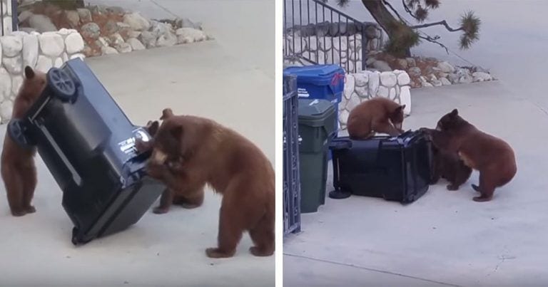 Tres osos intentan abrir un contenedor de basura de todas las maneras posibles