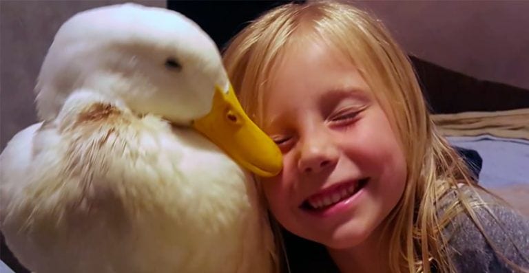 Un pato y una niña se han hecho tan inseparables que el animal cree que ella es su mamá