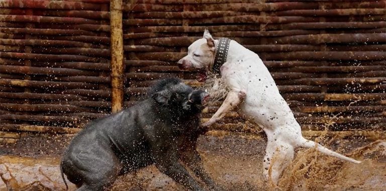 Otra tradición terrible: peleas de perros contra jabalíes