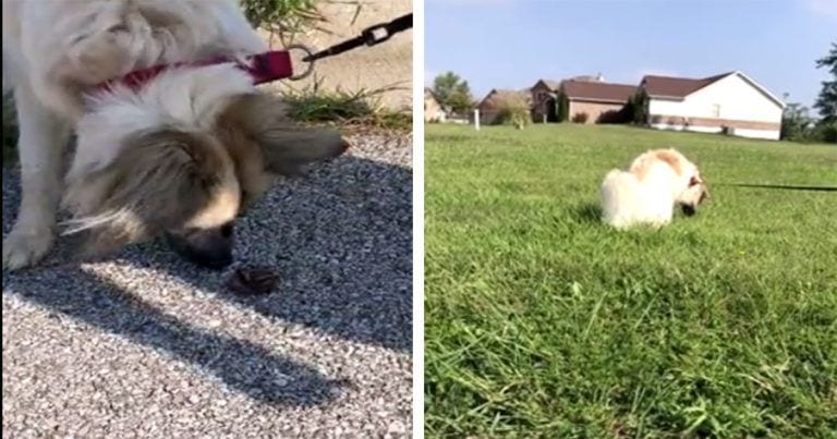 Esta perrita recoge todas la lombrices que se encuentra para devolverlas a su hábitat