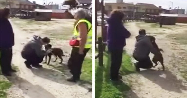 El emotivo momento en que esta perra perdida vuelva a reunirse con su dueño dos años después