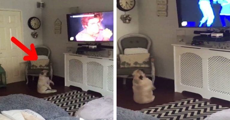El perro no puede parar de bailar al ritmo de la música