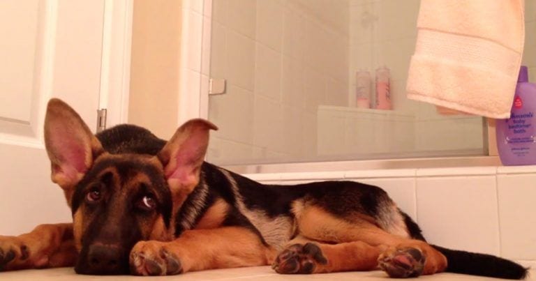 Simpática reacción de un perro cuando su dueño comienza a cantar en la ducha