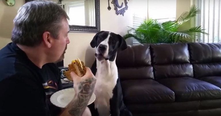 Para reír cómo el perro le pide un poco de sándwich a su humano