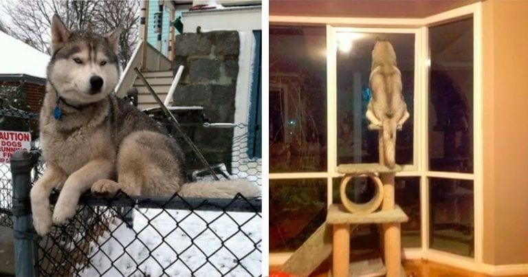 8 divertidos perros que creen que son gatos