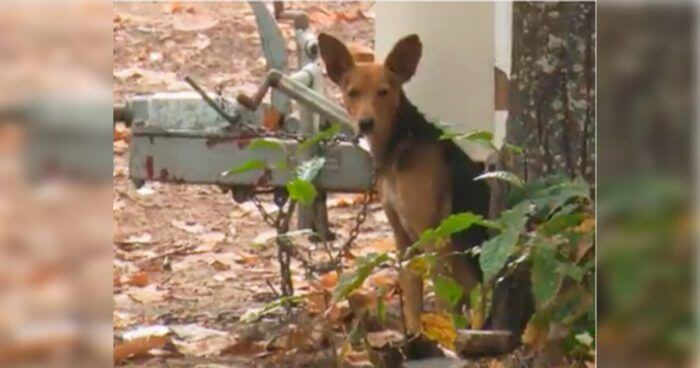 perro encadenado salvador