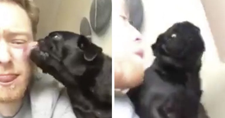 La divertida reacción de un perro cuando su humano le devuelve los lametones