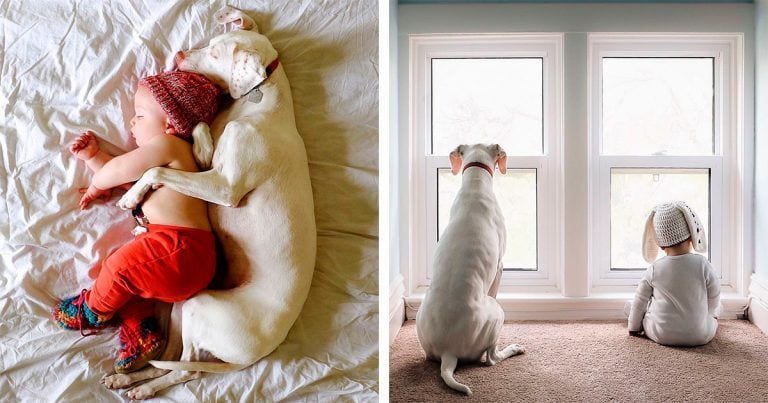 Esta perrita superó sus miedos, tras haber sido maltratada, gracias a este bebé