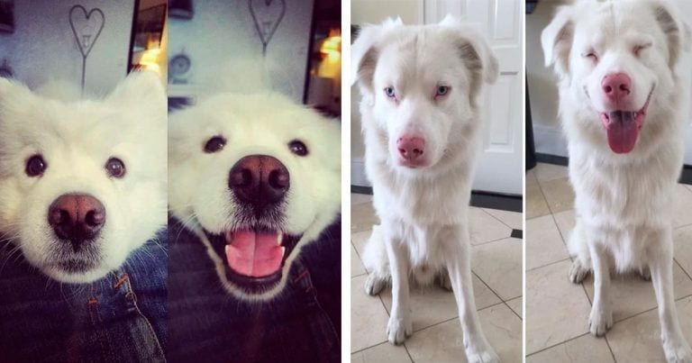 ¡Cómo cambia la expresión de estos 10 perros cuando escuchan un elogio!