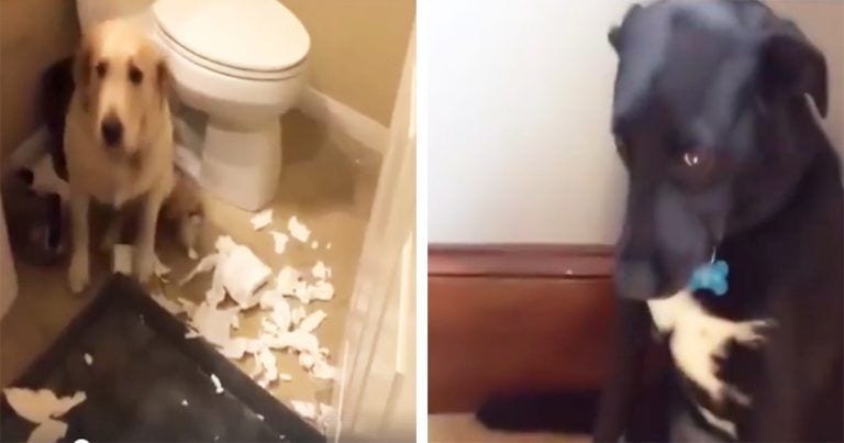 Estos perros han hecho una travesura y tienen la reacción más divertida cuando se dan cuenta de su error