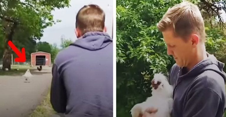 No vas a creer lo que hace este pollo cada vez que ve a su humano favorito