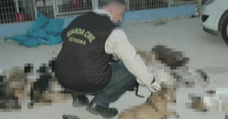 Condenan a la presidenta de una protectora por matar a 2200 animales
