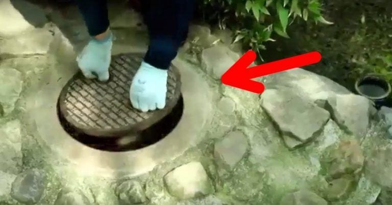 Rescatan a un mapache de una alcantarilla, pero no es lo que quería