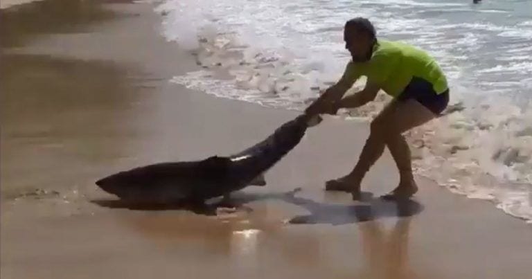 Un hombre se arriesga para salvar a un tiburón varado en la playa
