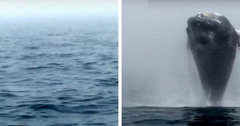 El salto de esta ballena jorobada se convierte en una de las imágenes más bellas del día