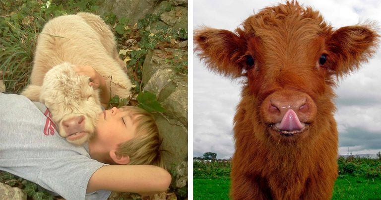 10 terneros adorables de raza peludita