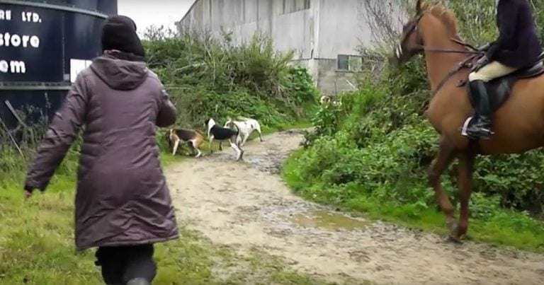Dos mujeres arriesgan su vida para salvar a un zorro víctima de una cacería