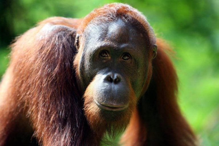 Los orangutanes al borde de la extinción, salvemos su hogar