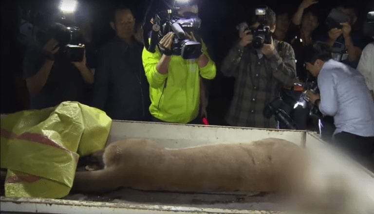 Un puma es abatido a tiros al escapar de un zoo