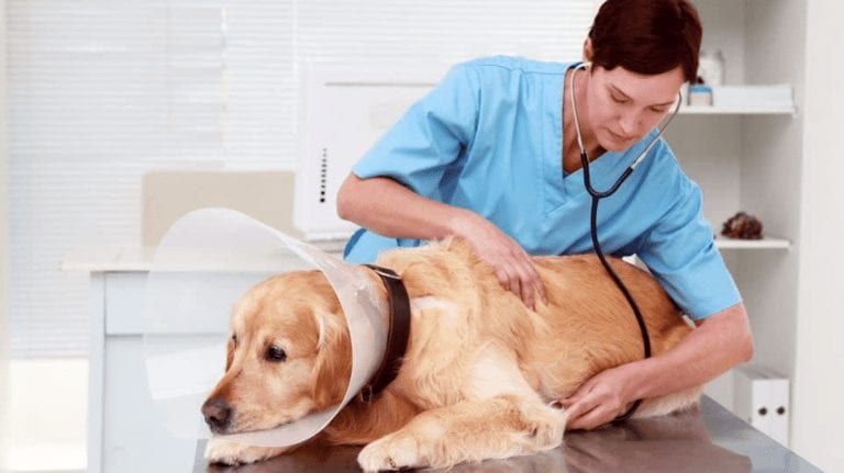 Cómo elegir un veterinario para tu mascota