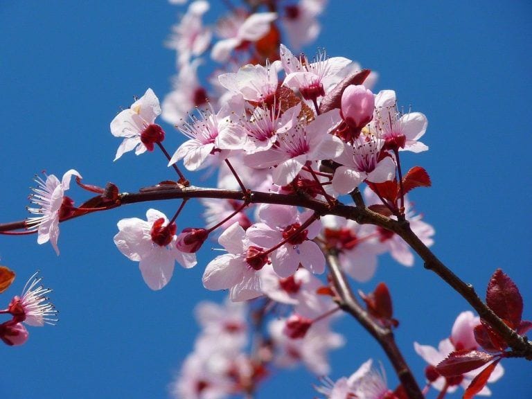 Mindfulness: un cambio radical en nuestras vidas