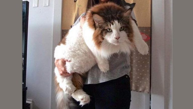 Mininos gigantes, no te creerás el tamaño de estos gatos!