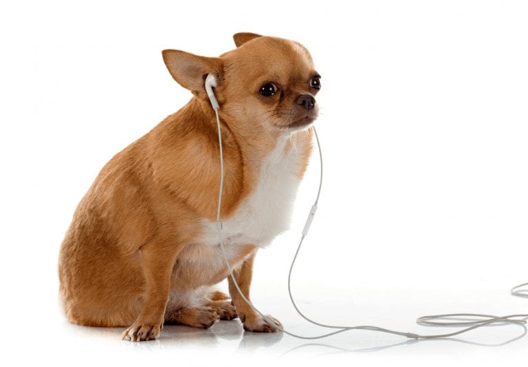 Tips para jugar con tu perro
